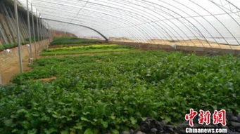 农业大省黑龙江减种玉米200万公顷 调结构初见成效